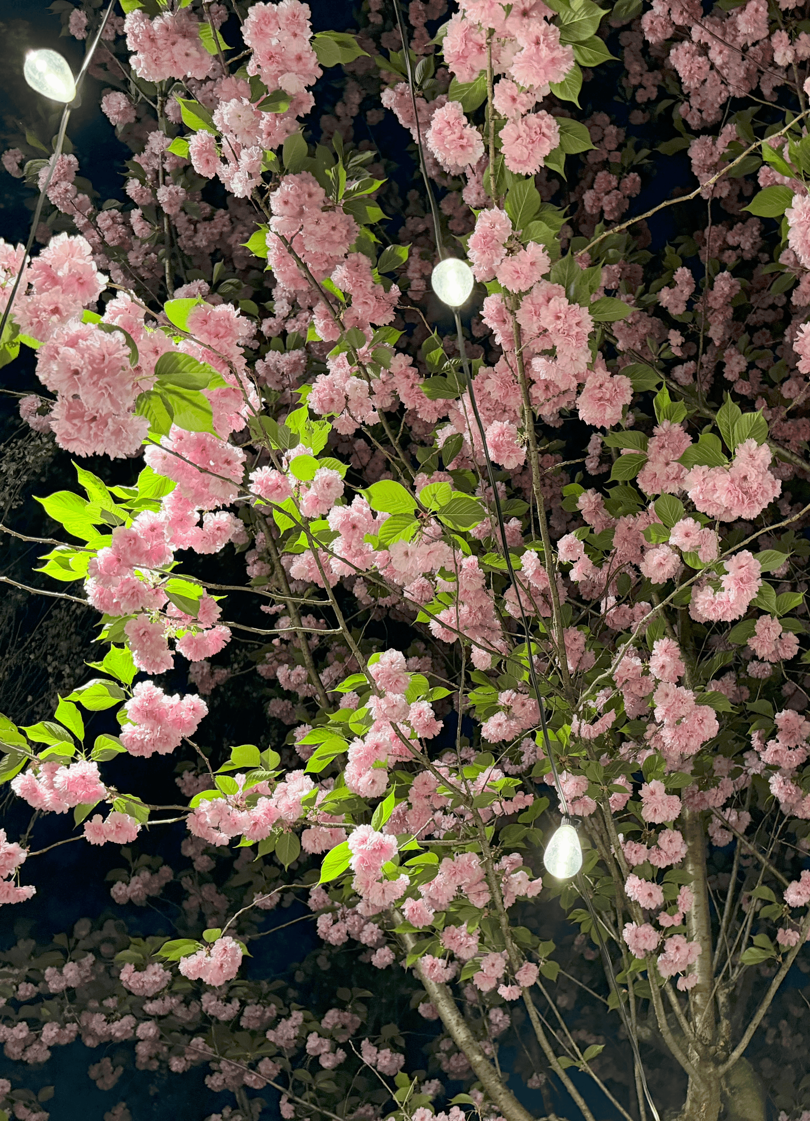 The back door, half open, late afternoon